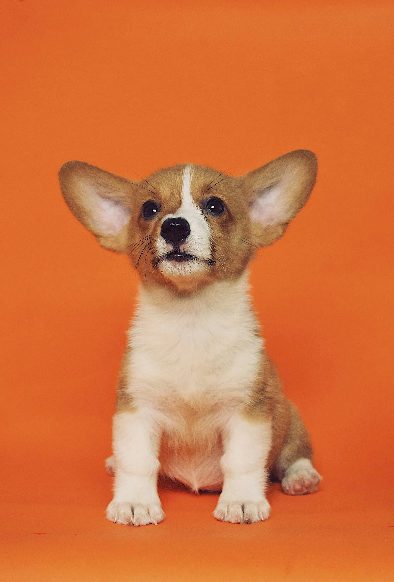 Pet Supplies at Orvelo